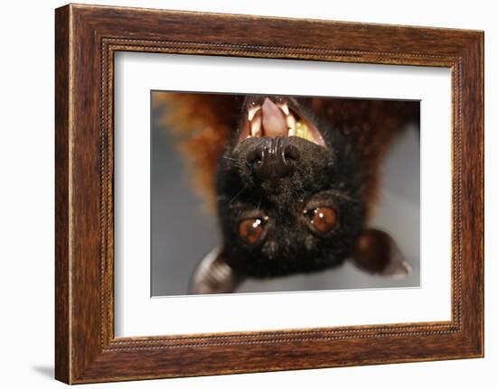 Flying Fox-W. Perry Conway-Framed Photographic Print