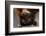 Flying Fox-W. Perry Conway-Framed Photographic Print