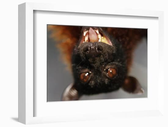 Flying Fox-W. Perry Conway-Framed Photographic Print