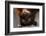 Flying Fox-W. Perry Conway-Framed Photographic Print