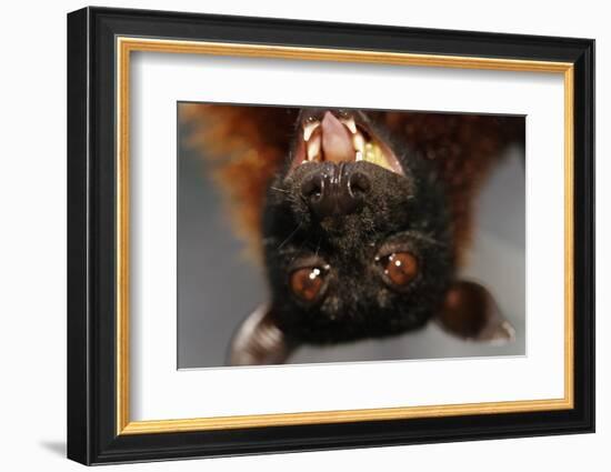 Flying Fox-W. Perry Conway-Framed Photographic Print