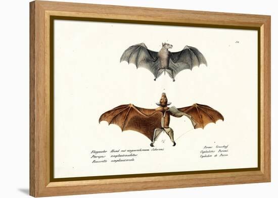 Flying Foxes, 1824-Karl Joseph Brodtmann-Framed Premier Image Canvas