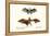 Flying Foxes, 1824-Karl Joseph Brodtmann-Framed Premier Image Canvas