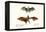 Flying Foxes, 1824-Karl Joseph Brodtmann-Framed Premier Image Canvas