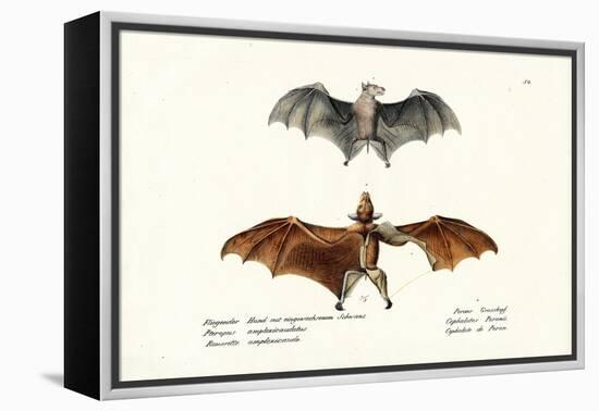 Flying Foxes, 1824-Karl Joseph Brodtmann-Framed Premier Image Canvas