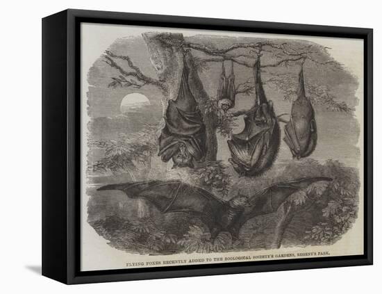 Flying Foxes Recently Added to the Zoological Society's Gardens, Regent's Park-null-Framed Premier Image Canvas