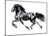 Flying Friesian, 2015-Mark Adlington-Mounted Giclee Print