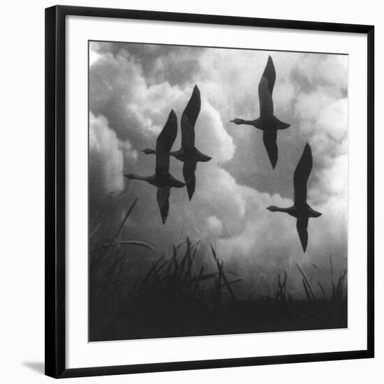 Photographic Print, , large