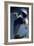 Flying Great Blue Heron-Vivienne Dupont-Framed Art Print