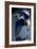 Flying Great Blue Heron-Vivienne Dupont-Framed Art Print