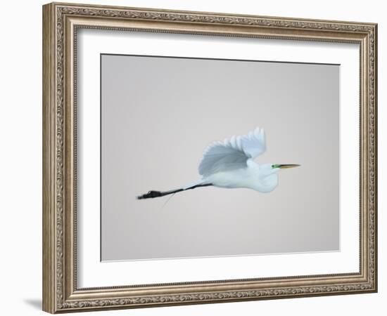 Flying Great Egret in Predawn at the Venice Rookery, South Venice, Florida, USA-Arthur Morris-Framed Photographic Print