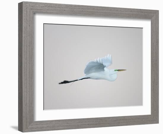 Flying Great Egret in Predawn at the Venice Rookery, South Venice, Florida, USA-Arthur Morris-Framed Photographic Print