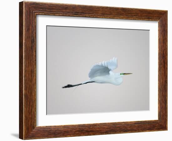 Flying Great Egret in Predawn at the Venice Rookery, South Venice, Florida, USA-Arthur Morris-Framed Photographic Print