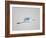 Flying Great Egret in Predawn at the Venice Rookery, South Venice, Florida, USA-Arthur Morris-Framed Photographic Print