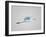 Flying Great Egret in Predawn at the Venice Rookery, South Venice, Florida, USA-Arthur Morris-Framed Photographic Print