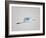 Flying Great Egret in Predawn at the Venice Rookery, South Venice, Florida, USA-Arthur Morris-Framed Photographic Print