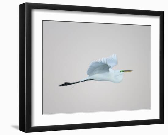 Flying Great Egret in Predawn at the Venice Rookery, South Venice, Florida, USA-Arthur Morris-Framed Photographic Print