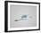 Flying Great Egret in Predawn at the Venice Rookery, South Venice, Florida, USA-Arthur Morris-Framed Photographic Print