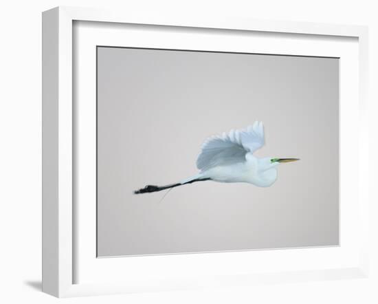 Flying Great Egret in Predawn at the Venice Rookery, South Venice, Florida, USA-Arthur Morris-Framed Photographic Print