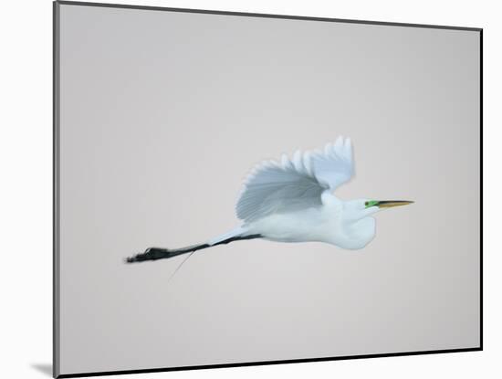 Flying Great Egret in Predawn at the Venice Rookery, South Venice, Florida, USA-Arthur Morris-Mounted Photographic Print