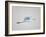 Flying Great Egret in Predawn at the Venice Rookery, South Venice, Florida, USA-Arthur Morris-Framed Photographic Print