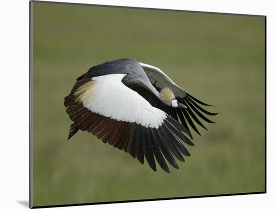 Flying Grey-Crowned Crane with Wings, Tanzania-Arthur Morris-Mounted Photographic Print