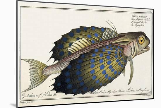 Flying Gurnard, 1797-Marcus Elieser Bloch-Mounted Giclee Print