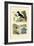 Flying Gurnard, 1833-39-null-Framed Giclee Print