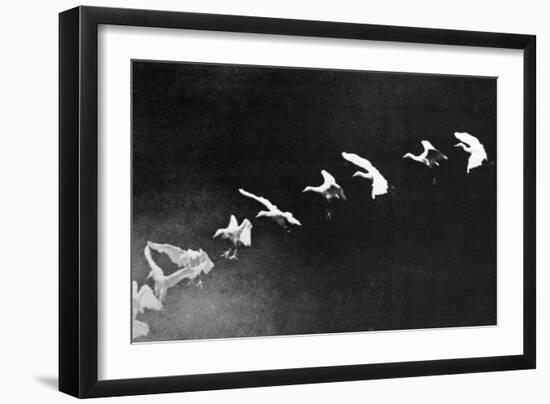 Flying Heron, 1886-Science Source-Framed Giclee Print