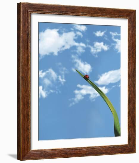 Flying High-Andreas Stridsberg-Framed Giclee Print