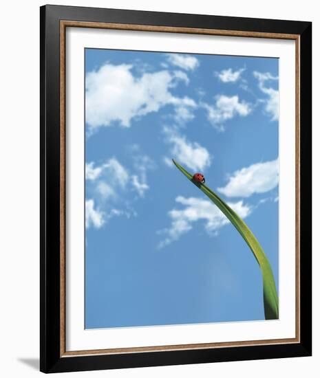 Flying High-Andreas Stridsberg-Framed Giclee Print