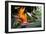 Flying Hummingbird At A Strelitzia Flower-henner-Framed Art Print