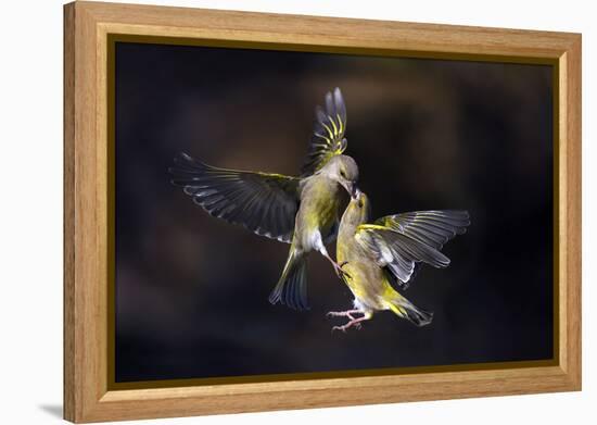 Flying Kiss 11-Marco Redaelli-Framed Premier Image Canvas