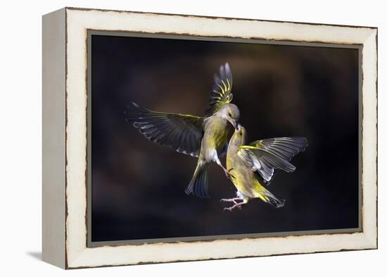 Flying Kiss 11-Marco Redaelli-Framed Premier Image Canvas