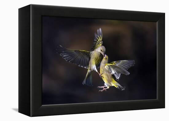 Flying Kiss 11-Marco Redaelli-Framed Premier Image Canvas