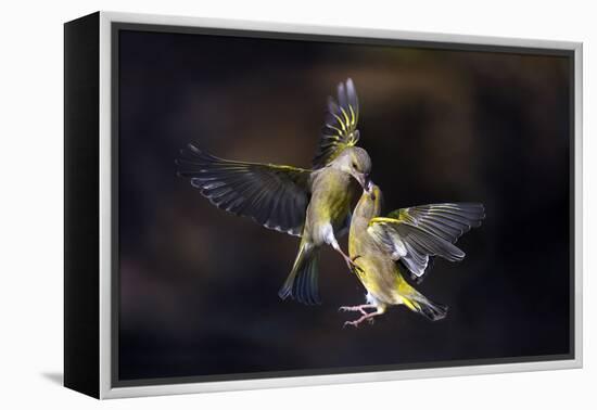 Flying Kiss 11-Marco Redaelli-Framed Premier Image Canvas