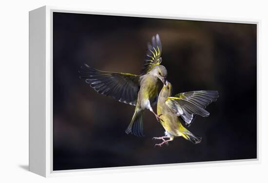 Flying Kiss 11-Marco Redaelli-Framed Premier Image Canvas