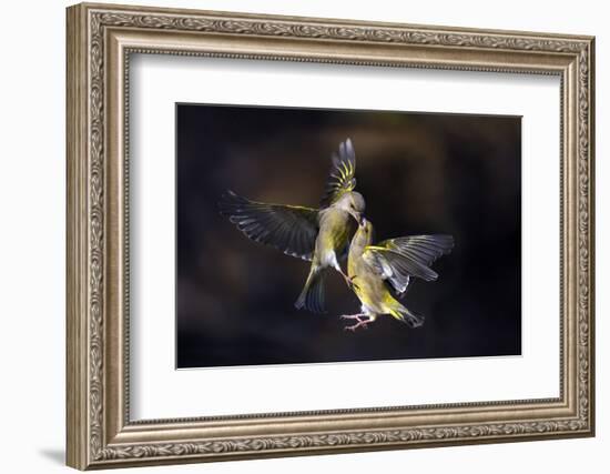 Flying Kiss 11-Marco Redaelli-Framed Photographic Print