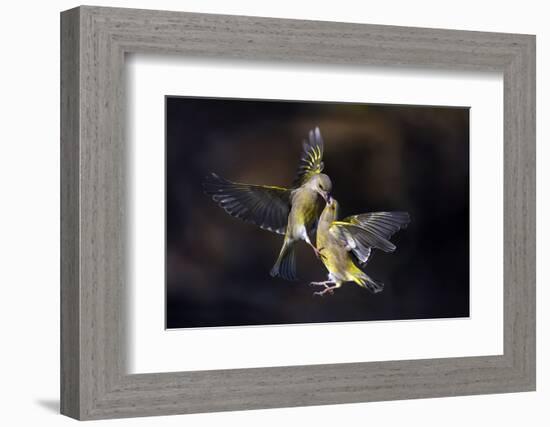 Flying Kiss 11-Marco Redaelli-Framed Photographic Print