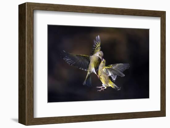 Flying Kiss 11-Marco Redaelli-Framed Photographic Print