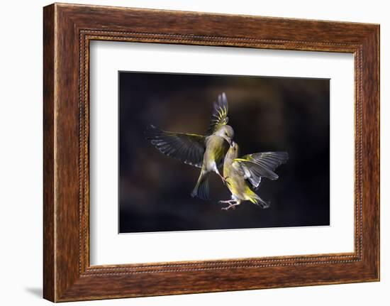 Flying Kiss 11-Marco Redaelli-Framed Photographic Print