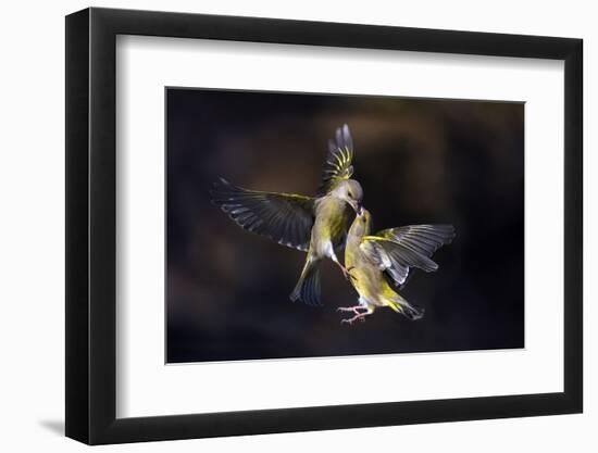 Flying Kiss 11-Marco Redaelli-Framed Photographic Print