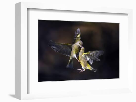 Flying Kiss 11-Marco Redaelli-Framed Photographic Print