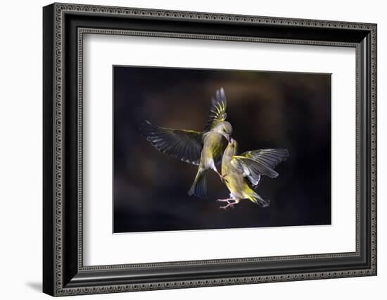 Flying Kiss 11-Marco Redaelli-Framed Photographic Print