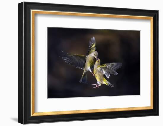 Flying Kiss 11-Marco Redaelli-Framed Photographic Print