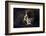 Flying Kiss 11-Marco Redaelli-Framed Photographic Print