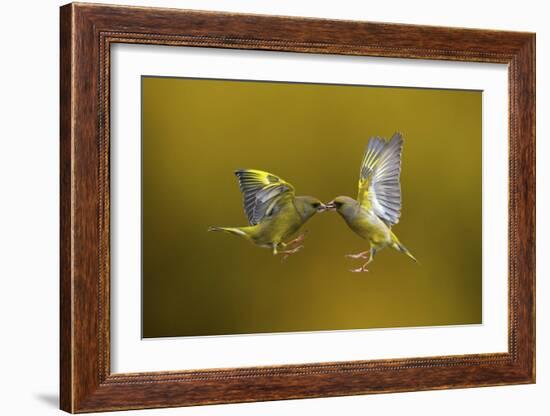 Flying Kiss-Marco Redaelli-Framed Giclee Print