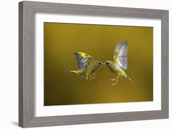 Flying Kiss-Marco Redaelli-Framed Giclee Print