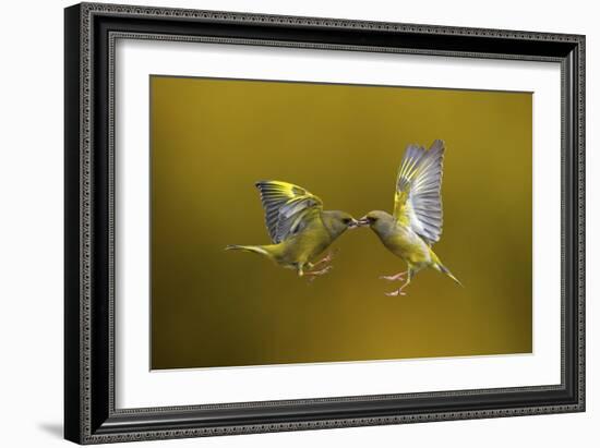 Flying Kiss-Marco Redaelli-Framed Giclee Print