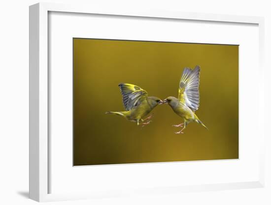 Flying Kiss-Marco Redaelli-Framed Giclee Print